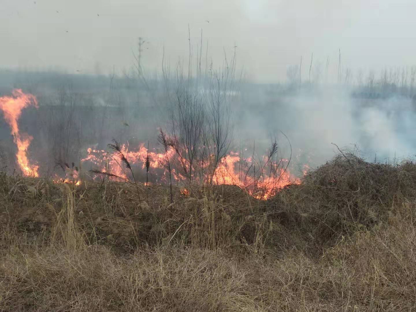 荒草地突发火情，危急时刻保安员扑灭火情